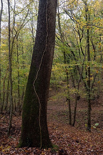 Au coeur de la forêt domaniale