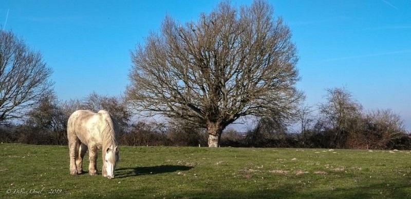 Percheron sous un pommier