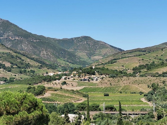 Randonnée dans les vignes