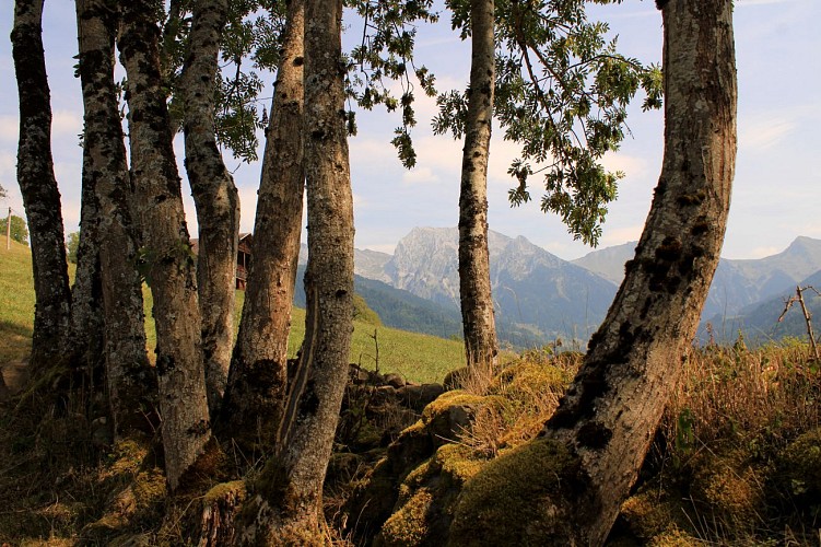 Aravis depuis les bois