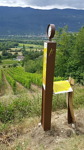 Vineyard Trail