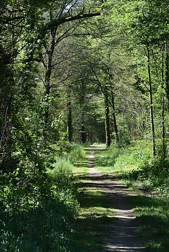 Forêt Régional de Saint-Vrain