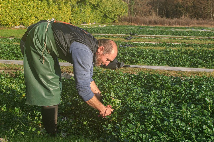 La cressonnière Sainte-Anne