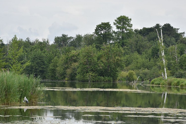 Marais de Fontenay-le-Vicompte 