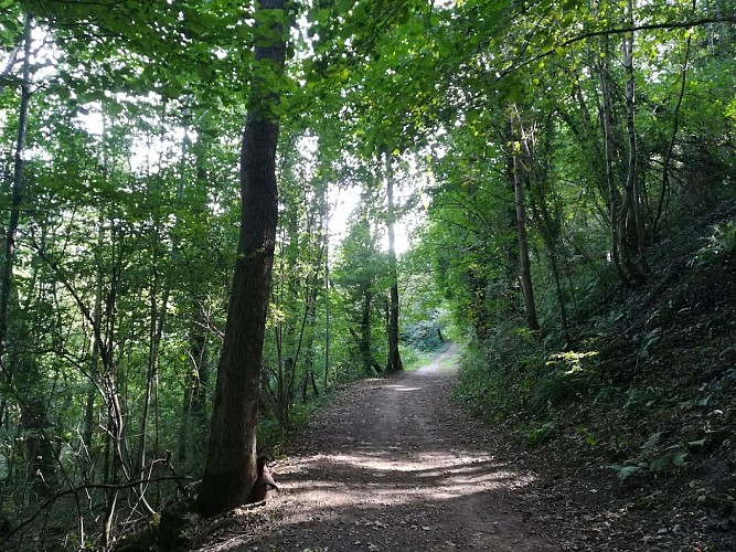 sentier les biards sous bois