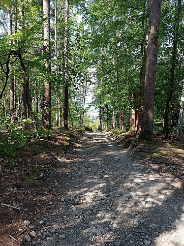 Sentier VTT : boucle du Bois de Fessy_Sallanches