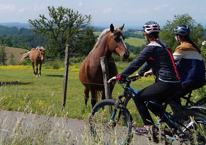 N°12 Circuit des bois