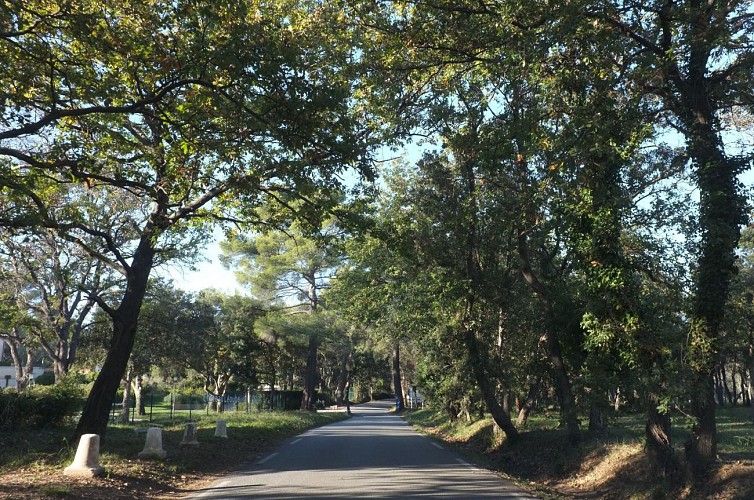 Balade à vélo Bormes les Mimosas, La Londe Les Maures, Collobrières !