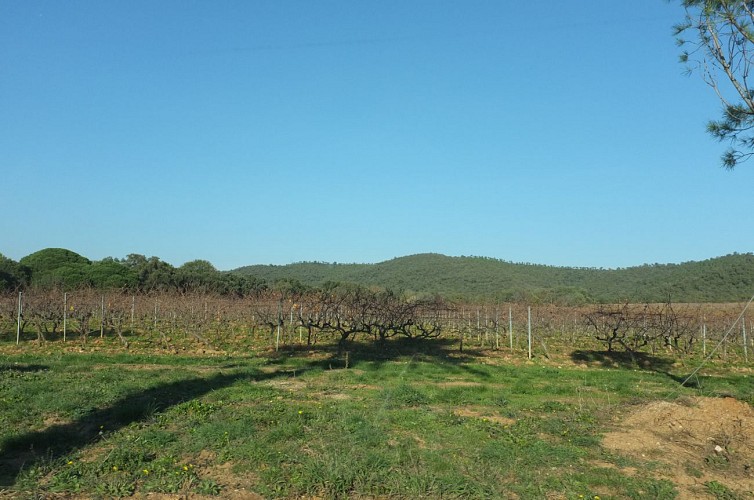 Balade à vélo Bormes les Mimosas, La Londe Les Maures, Collobrières !