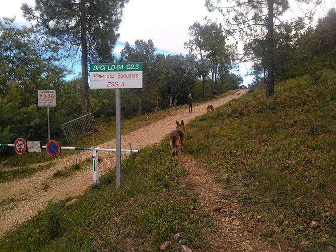 Début de la piste DFCI