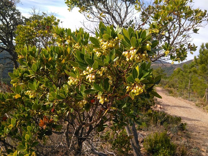L'arbousier en fleurs, meilleur ami du randonneur