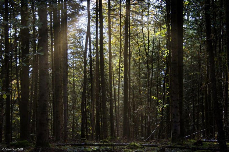 Bois de la Moisière