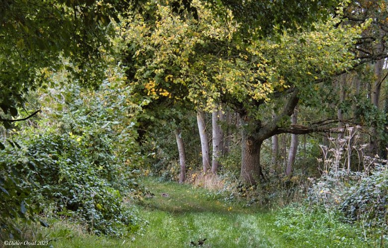 Chemin à l'Hôtel Gosset