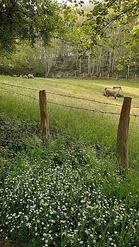 La vallée de l'Huisne