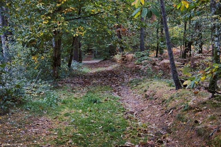 Les chemins du Mont Harou