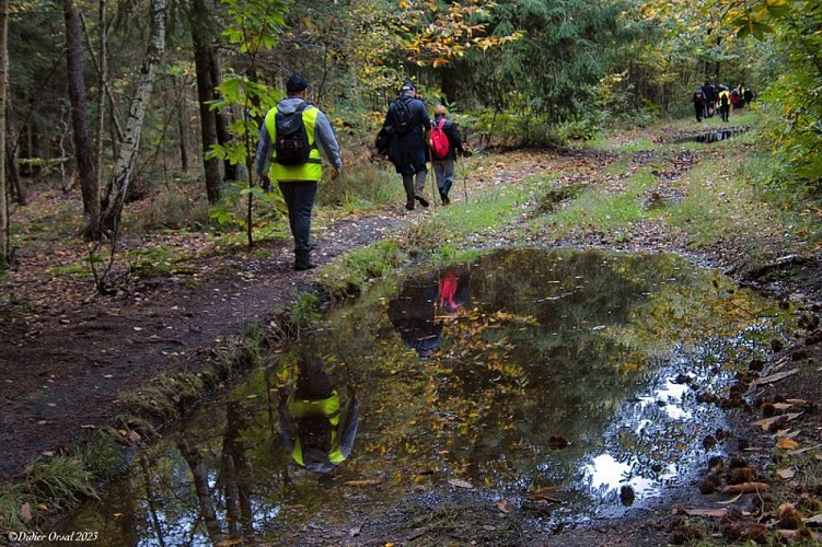Les chemins forestiers du Mont Harou