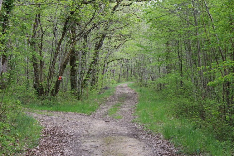 Bois de Margueron