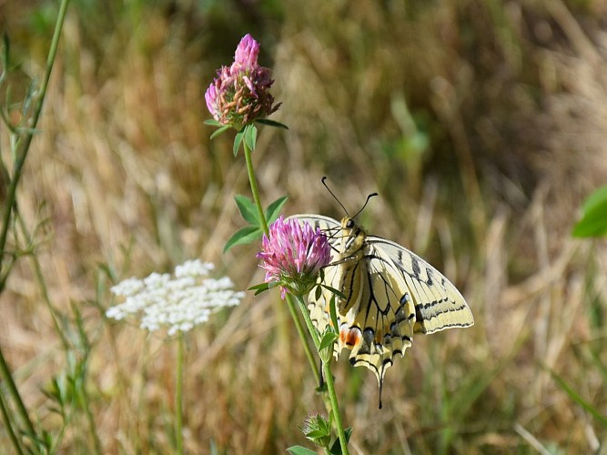 DG Papillon