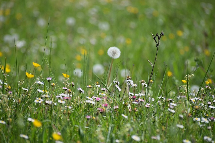 DG Fleurs