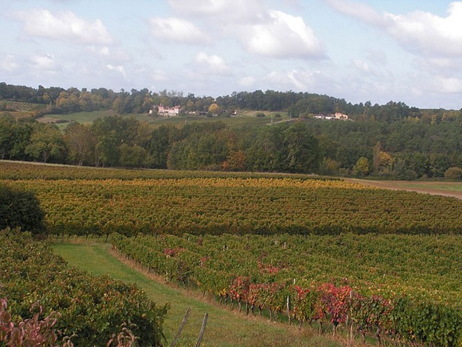 montazeau_vignes