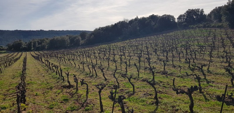 Encore la vigne