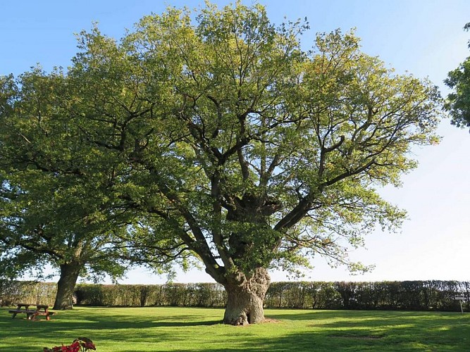Vieux chêne à la Chapelle Vicomtesse