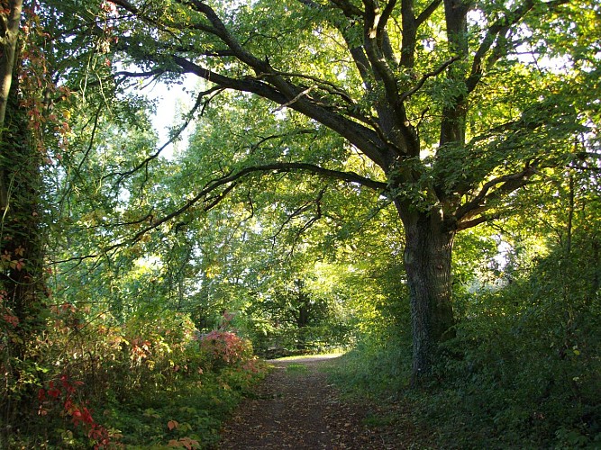 Saint Martin des Champs