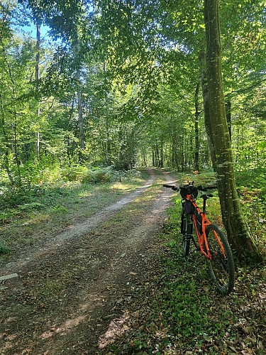 Circuit VTT-VTC n°6 (rouge) Chemins des bois de Bresse (variante courte)