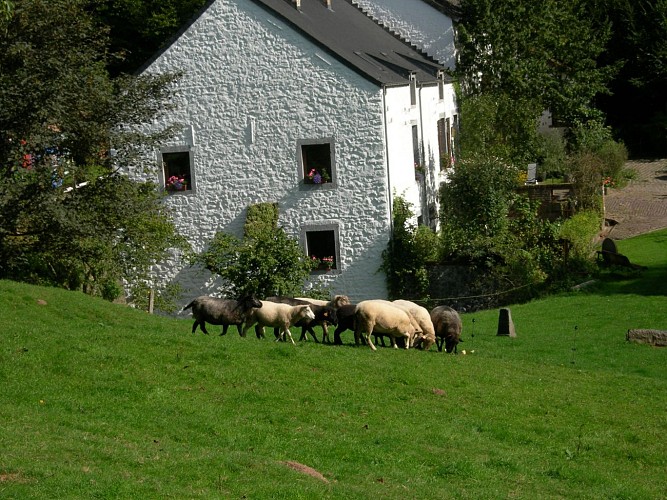 Moutons au Moulin du bois à Tourette à Lobbes