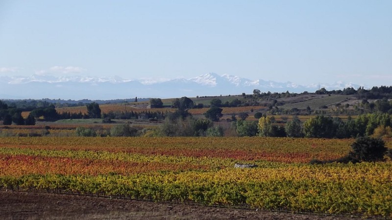 Balade Vélo en vignoble Minervois