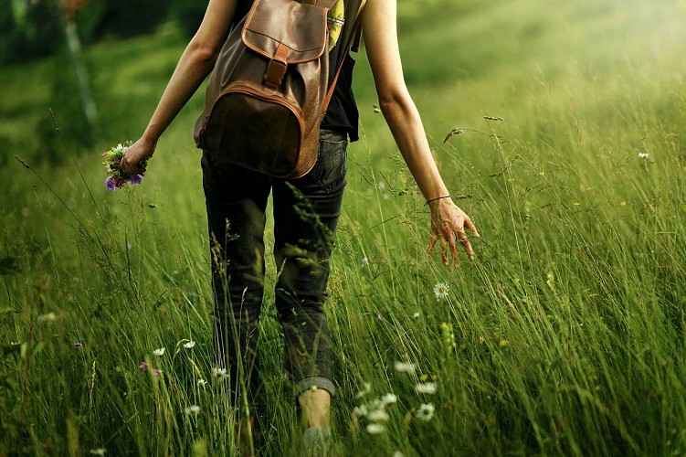 woman traveler walking among grass in meadow and holding in hand gathering wildflowers in mountains in sunlight, back view,  space for text