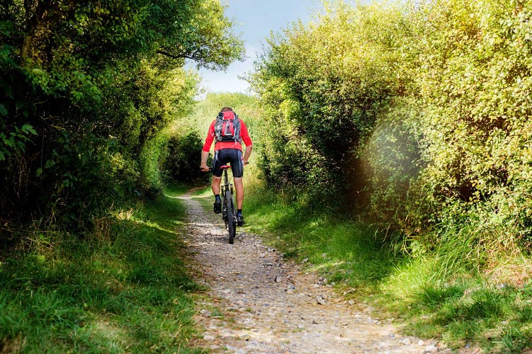 vtt dans les bois