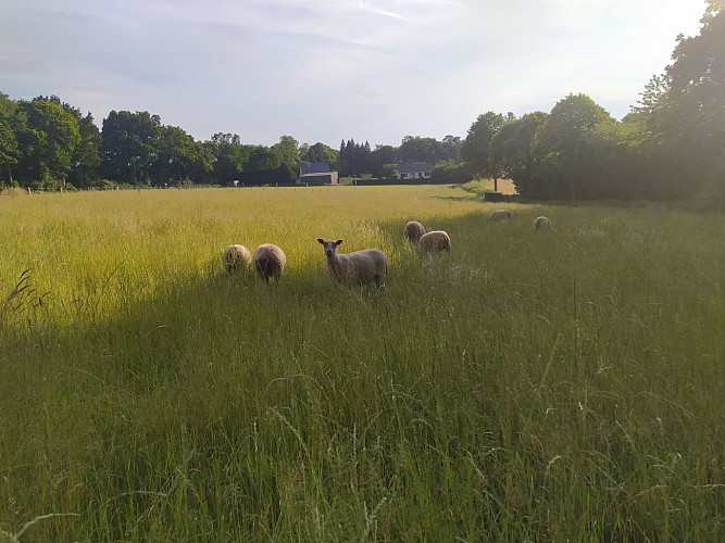 GORRON - Sentier de la Colmont - N°11