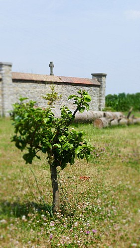 Sur le Champ de Bataille, red Sambre, Century-old tree in Fontaine-l'Evêque