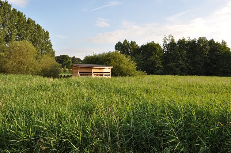 La roselière de Normanville, un espace naturel accessible à tous