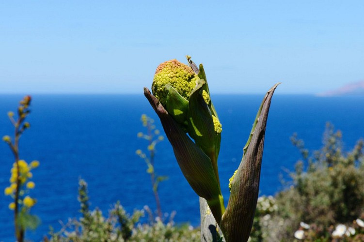 Corse- Région Ajaccio- Tour de Capo di Feno depuis Villanova [avril 2014]