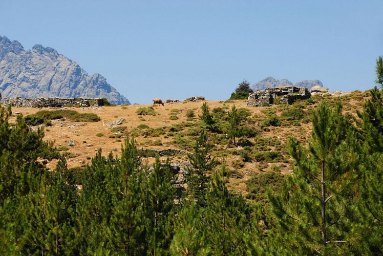 Corse- Région Asco- Bergeries d'Entrada- Vallée de l'Asco [Juillet 2012]