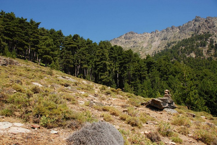 Corse- Région Asco- Bergeries d'Entrada- Vallée de l'Asco [Juillet 2012]