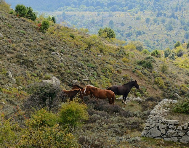 Corse- Région Cortenais- Monte Maggiore [octobre 2014]