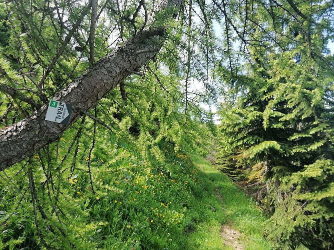 La Crête du Bras- n°3 - Vert