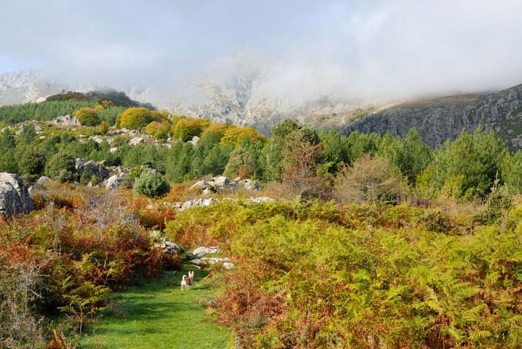 Corse- Région Cortenais/Venachese- Bergeries Coda a u Pratu [octobre 2012 pour cette trace]