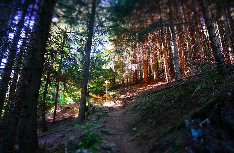 Sentier en forêt qui monte au plan du Cerf