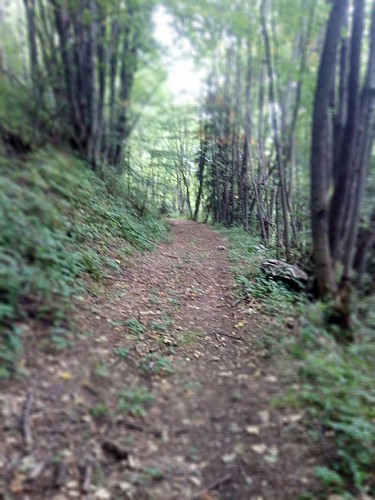 CHEMIN FORESTIER BOUCLE