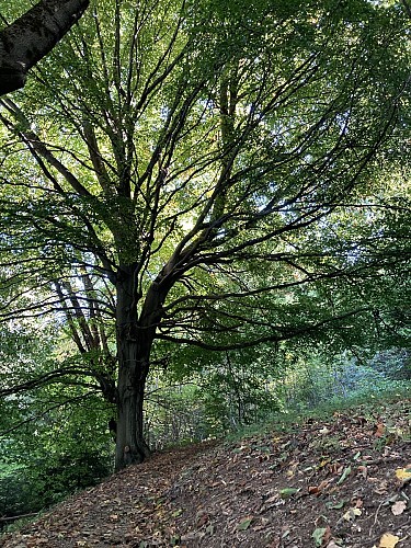 Majestueuse Forêt de l'Ours