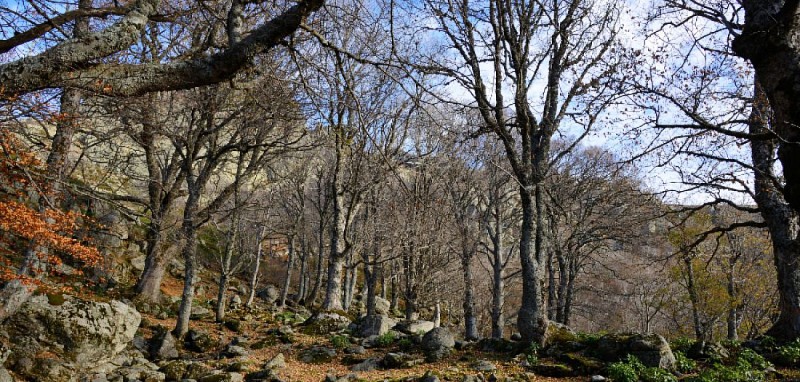 Corse- Région Fiumorbo- Verde- Massif Bocca Dell'Oro- Refuge de Prati [novembre 2015]