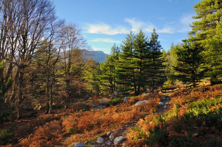 Corse- Région Fiumorbo- Verde- Massif Bocca Dell'Oro- Refuge de Prati [novembre 2015]