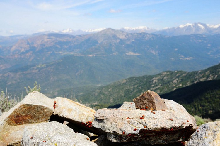 Corse- Région Gravona- Punta Sant'Eliséo [mai2014]
