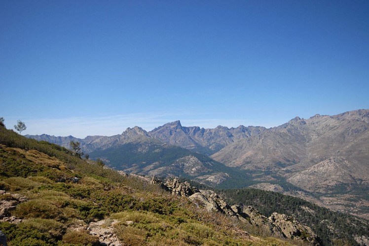 Corse- Région Niolo/Valdu Niellu- Forêt de Casamaccioli- Capu di U Facciatu [sept 2011]