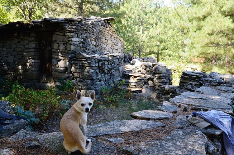Corse- Région Niolo/Valdu Niellu- Berg. de Chiarasgioli- Crête Petra â Rasa [oct 2011 et août 2015]