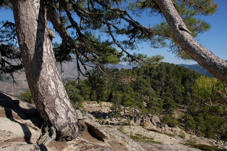 Corse- Région Niolo/Valdu Niellu- Berg. de Chiarasgioli- Crête Petra â Rasa [oct 2011 et août 2015]